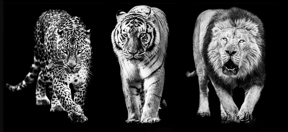 lion, tiger, and leopard on black background
