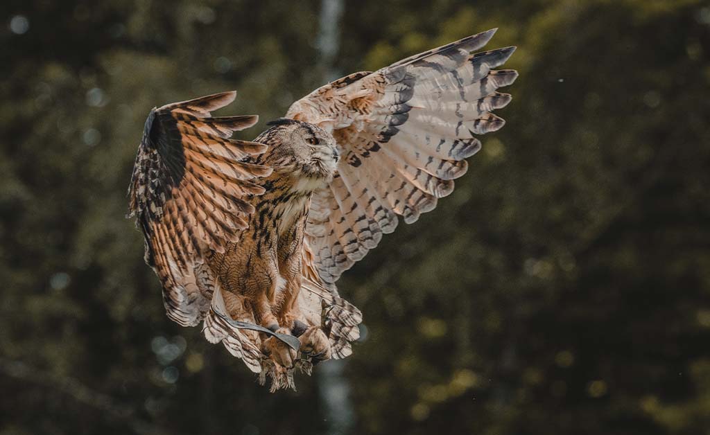 Action shot of owl in flight