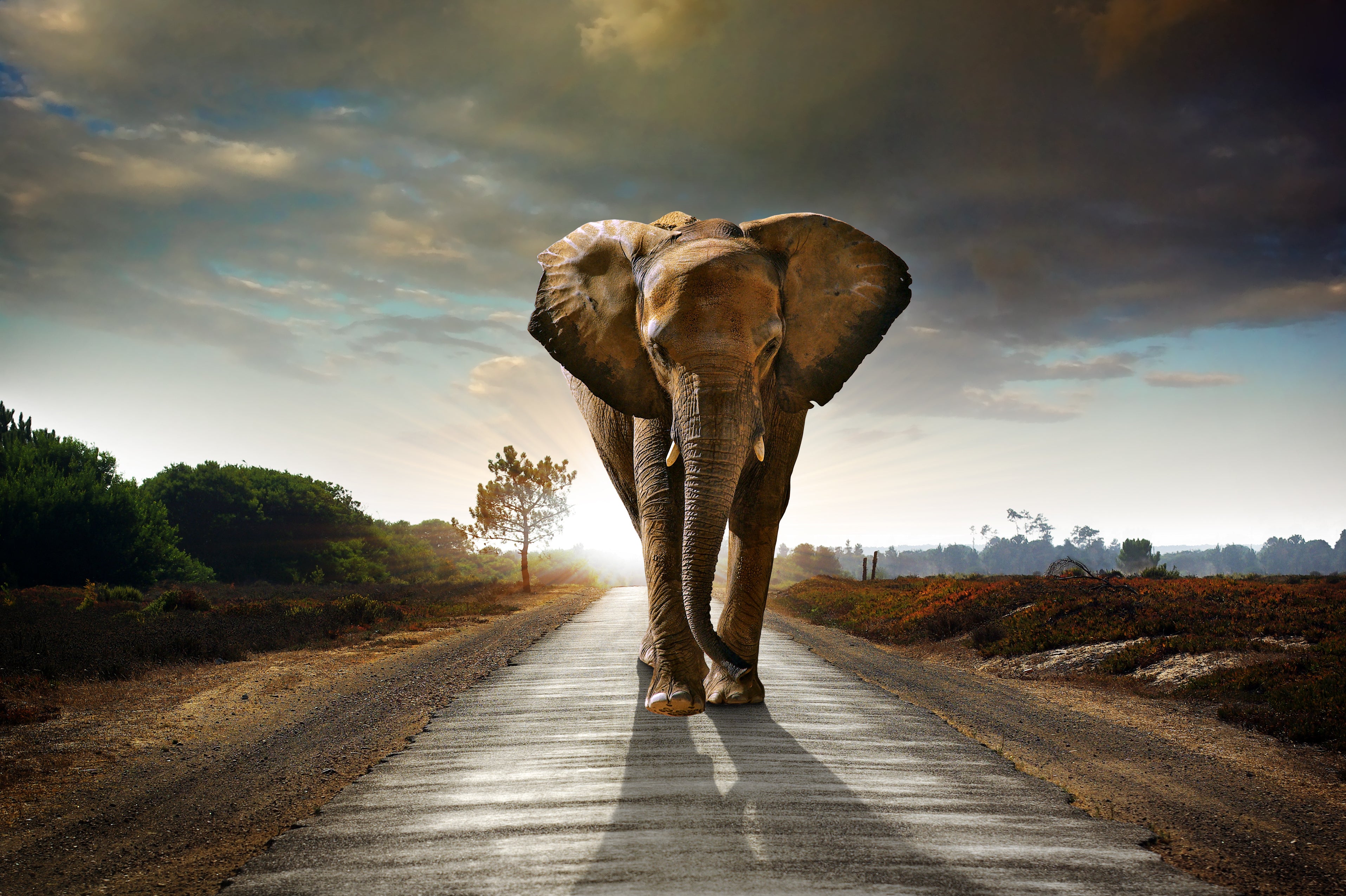 An image of an elephant walking down a path.