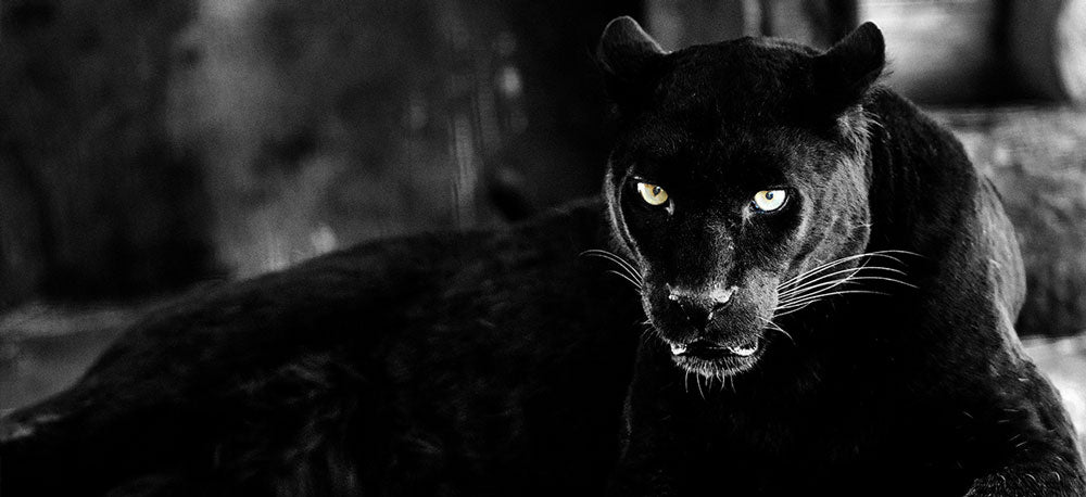 black panther on rocks