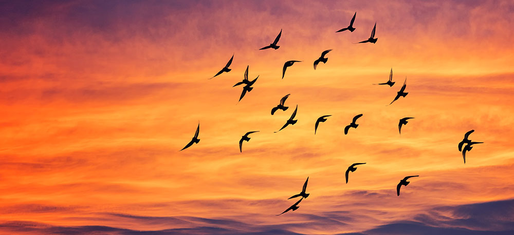 flock of birds flying in the sunset