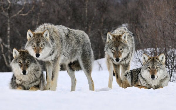 gray wolves habitat facts