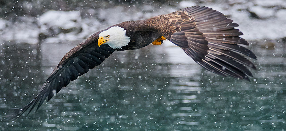 bald eagle flying in the rain 