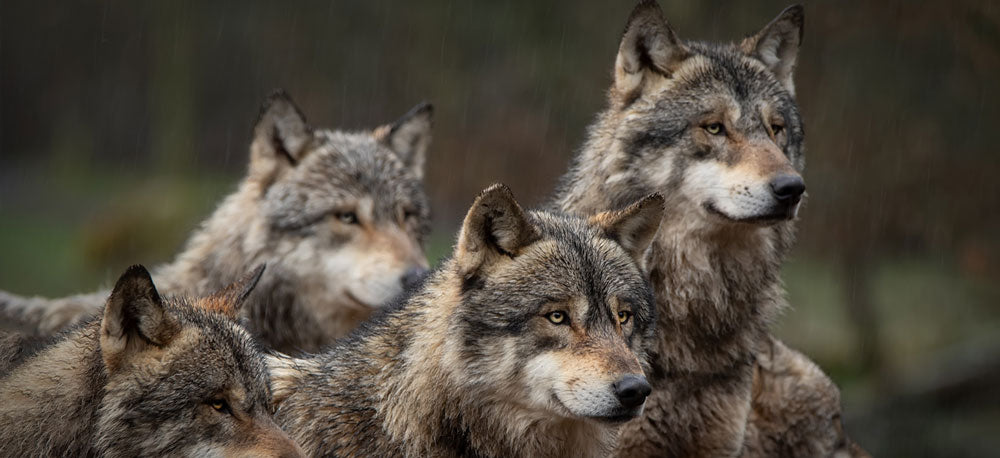 wolf pack together looking in distance