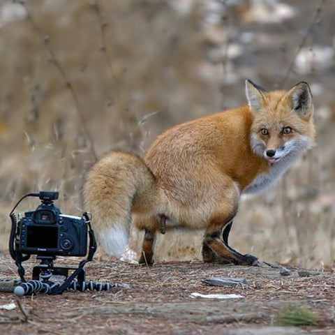 fox taking a poop while camera takes a picture