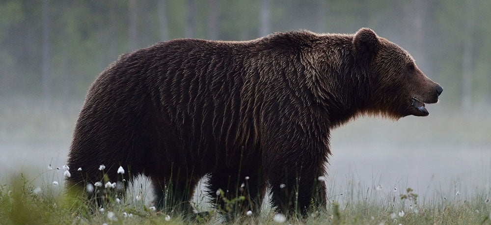 grizzly bear walking in the mist