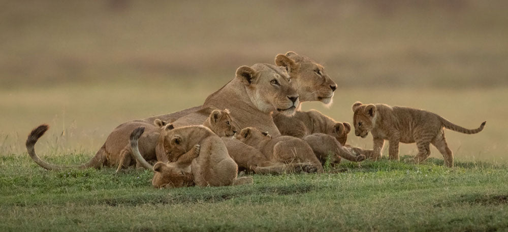 lioness with cubs