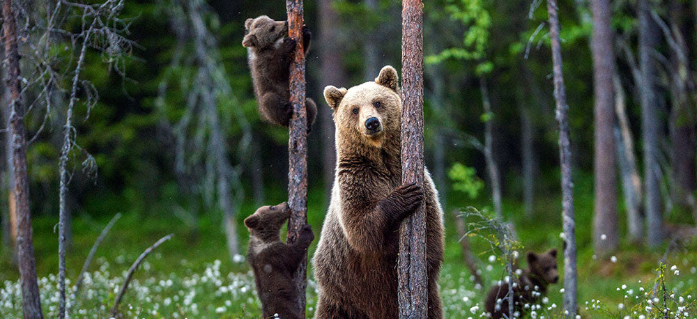 mama bear with her cubs in the forest