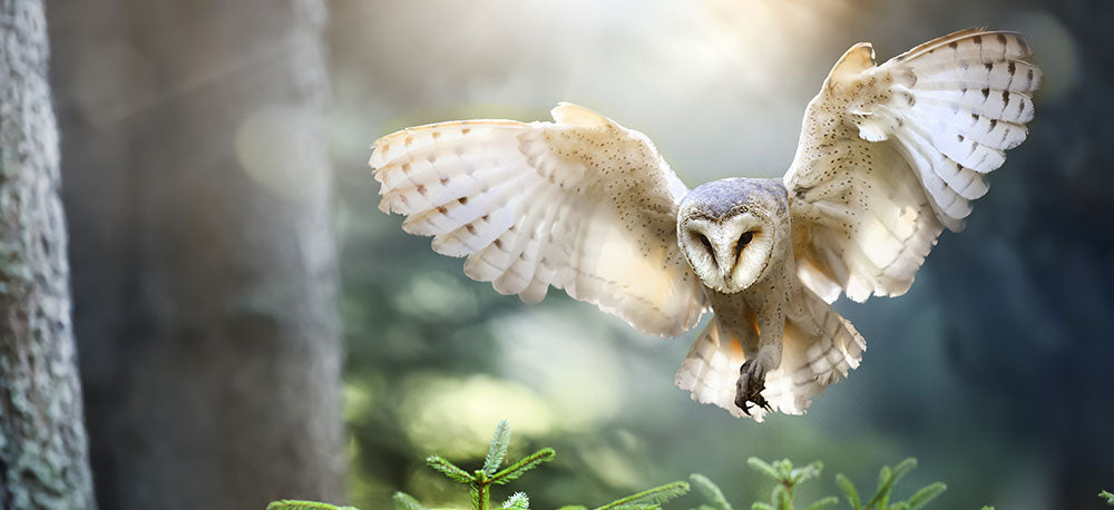 owl flying in the forest