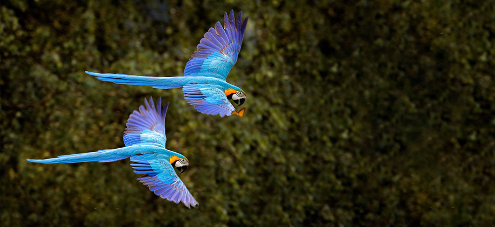 perroquet volant dans la jungle