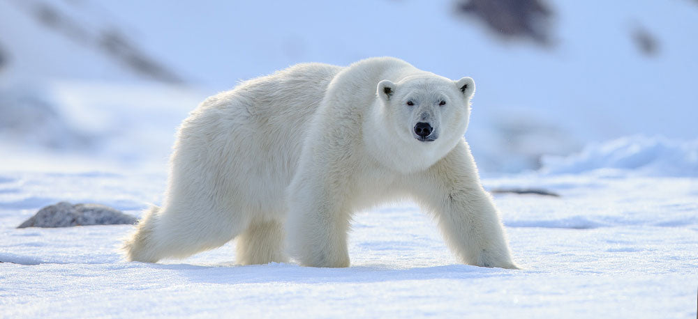 polar bear walking in the snow 