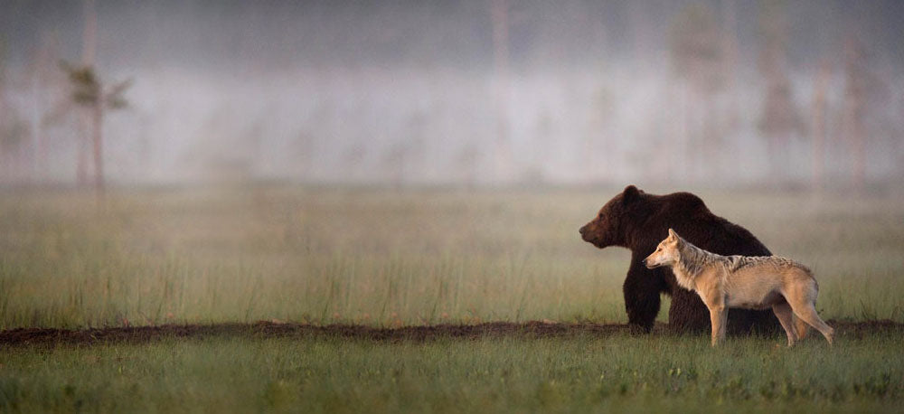 a gray wolf and brown bear walking in the grass