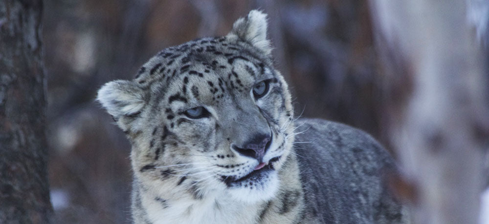 snow leopard in a snowy forest