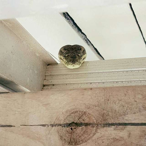 python in rafters