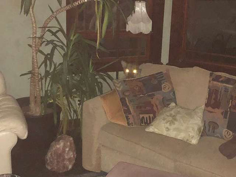 mountain lion hiding behind person's couch in their house