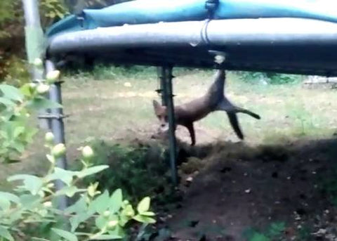 fox dangling from trampoline in yard