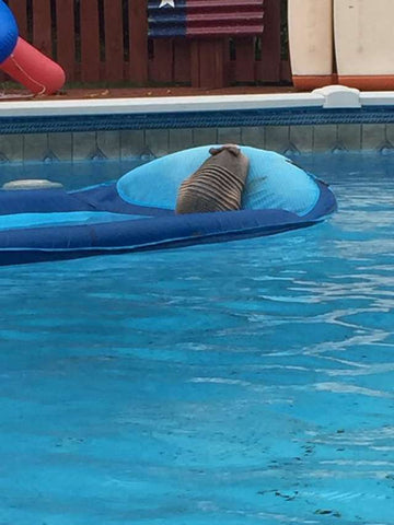 armadillo on float in pool