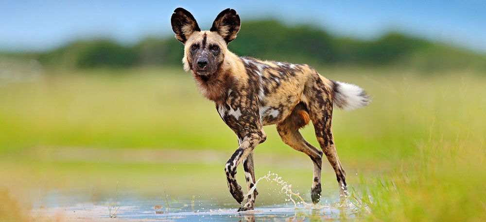 wild dog in the grass 