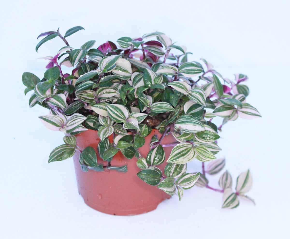 Tradescantia flum. 'Quadricolor' 12cm Pot – St Margarets Nursery