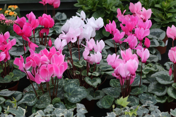 Mini Cyclamen – St Margarets Nursery