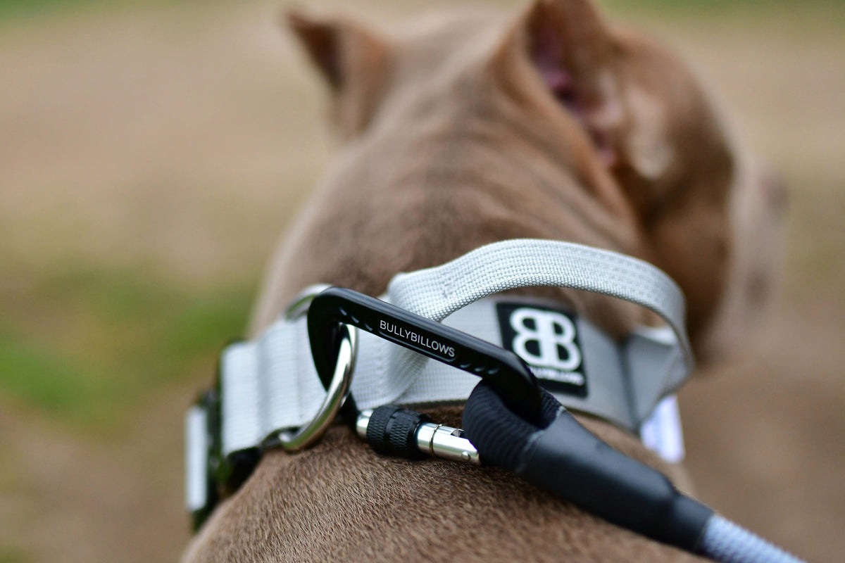 Nine Common Types of Dog Collars \u2014 BullyBillows