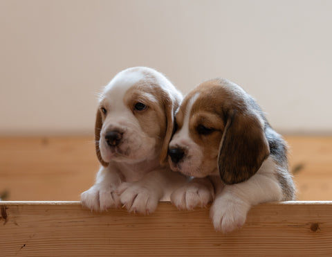 two puppies sitting together 
