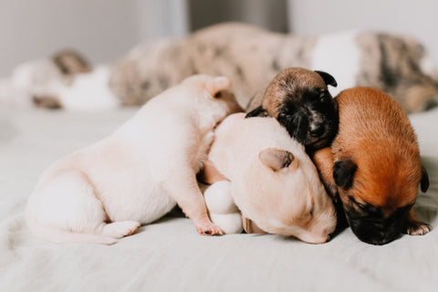 A litter of puppies sleeping