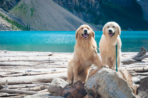 two golden retrievers sitting together by a body of water