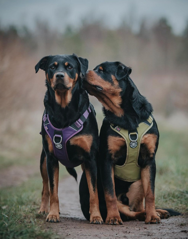 BullyBillows Hurricane Harness