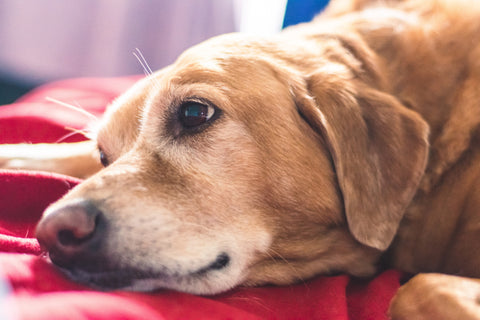 A senior dog relaxing on a blanket