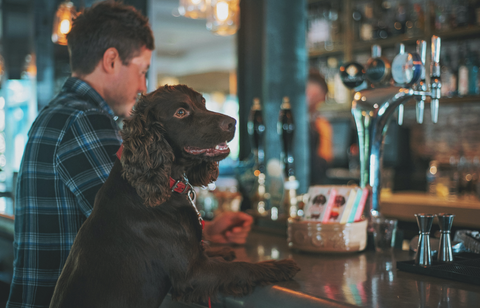 dog in pub