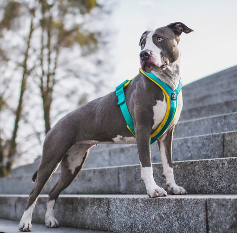 BullyBillows Slip On Harness collection