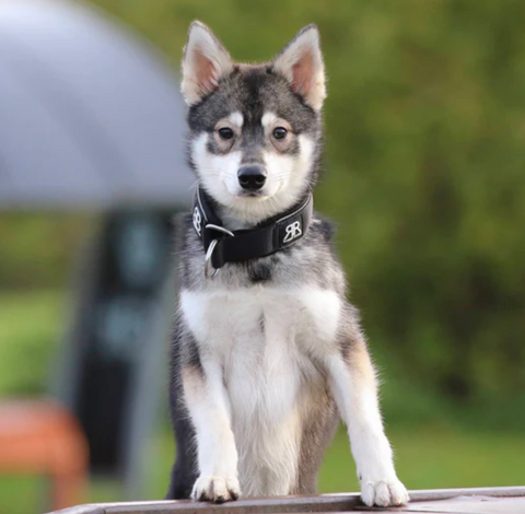 Puppy wearing a BullyBillows collar