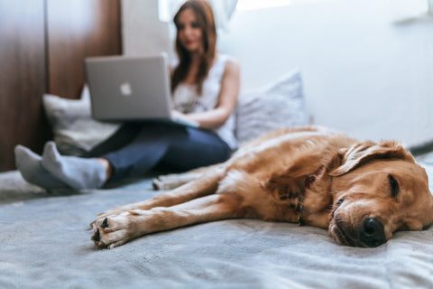 A dog sleeping on the bed whilst a woman is typing on a laptop in the background