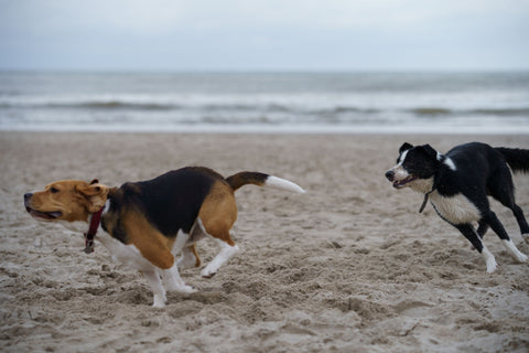 Two dogs running together on the beach