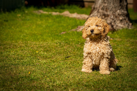 Cockapoo 