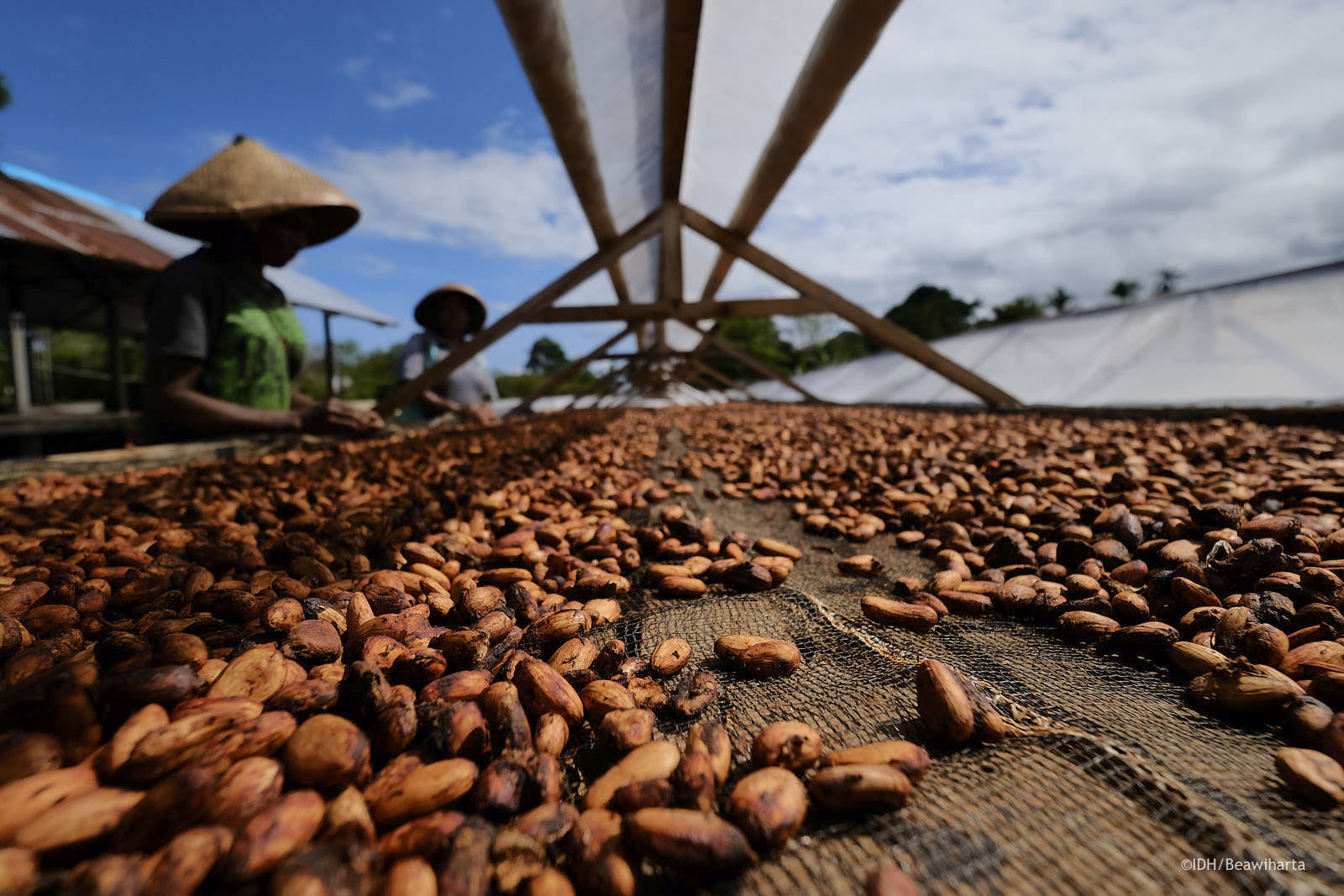 ransiki drying beans