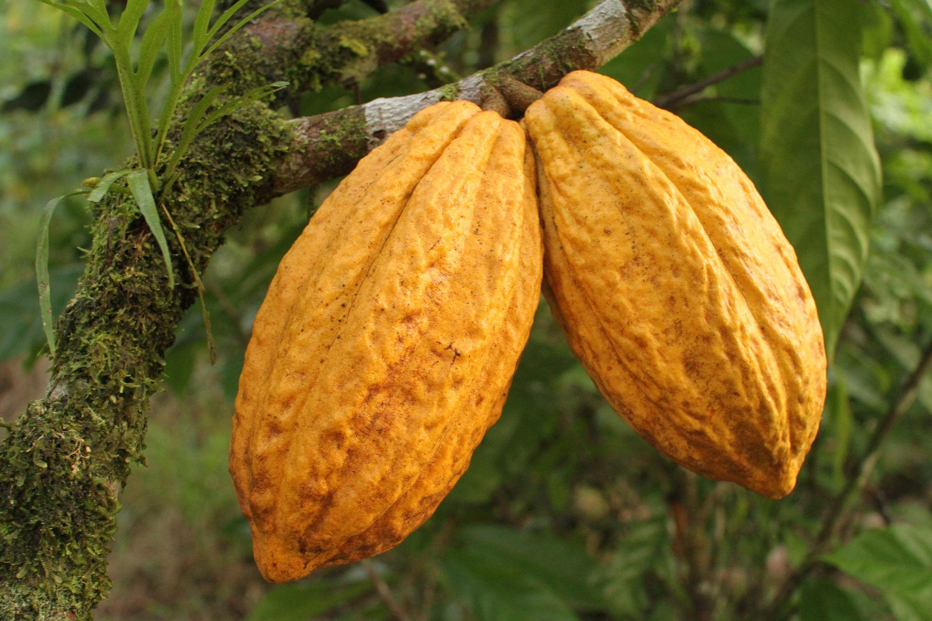 Nacional Mono Bravo Cacao