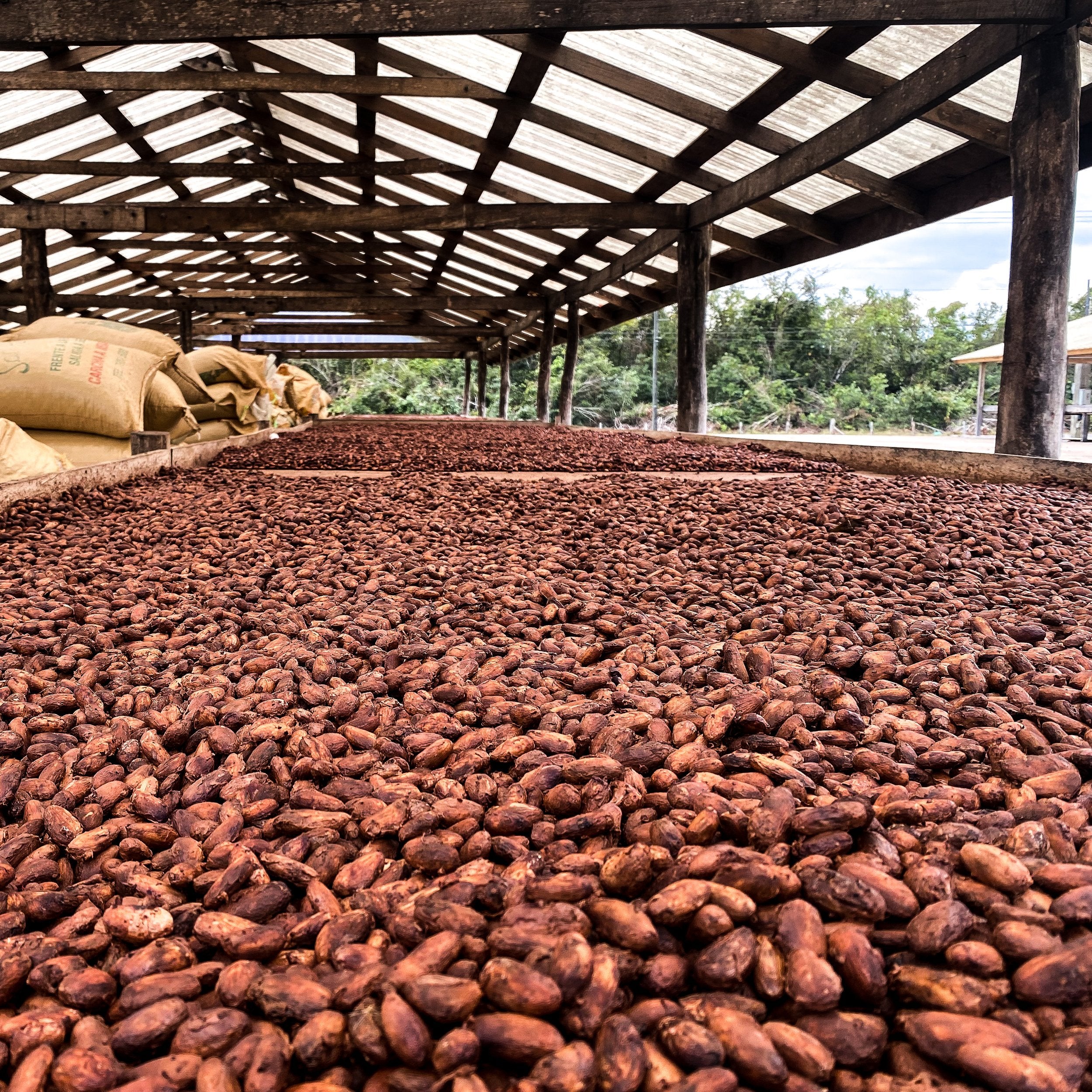 photo-belize-uncommon-cacao2.jpg__PID:7fd1c636-407e-4d36-8815-8119e6ea6793