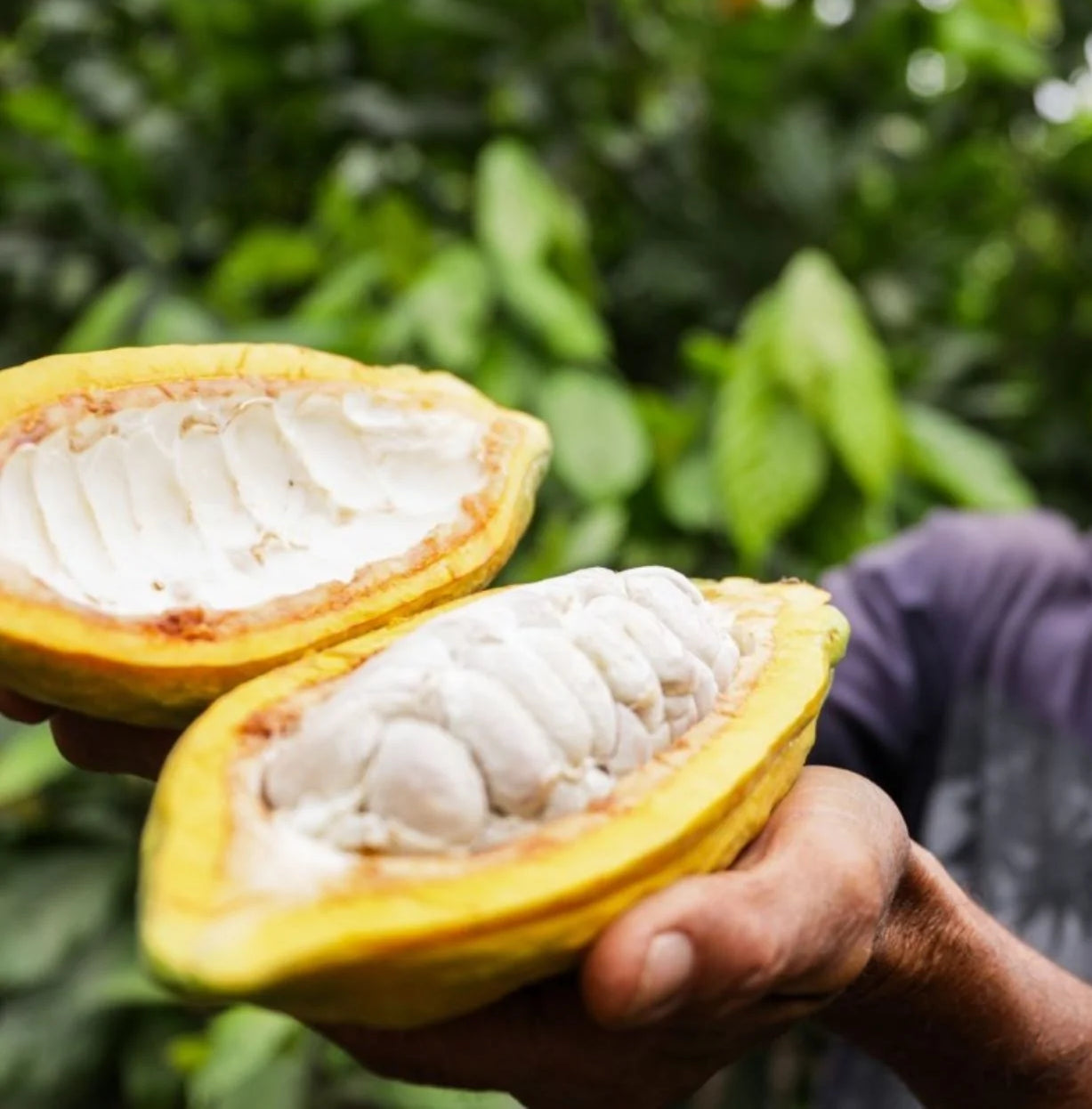 Piura Blanco Cacao Peru