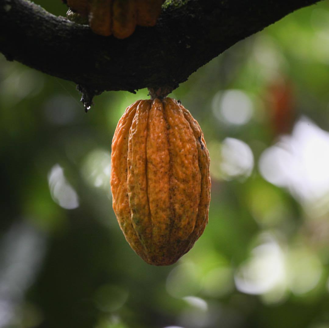 Chuncho Cacao