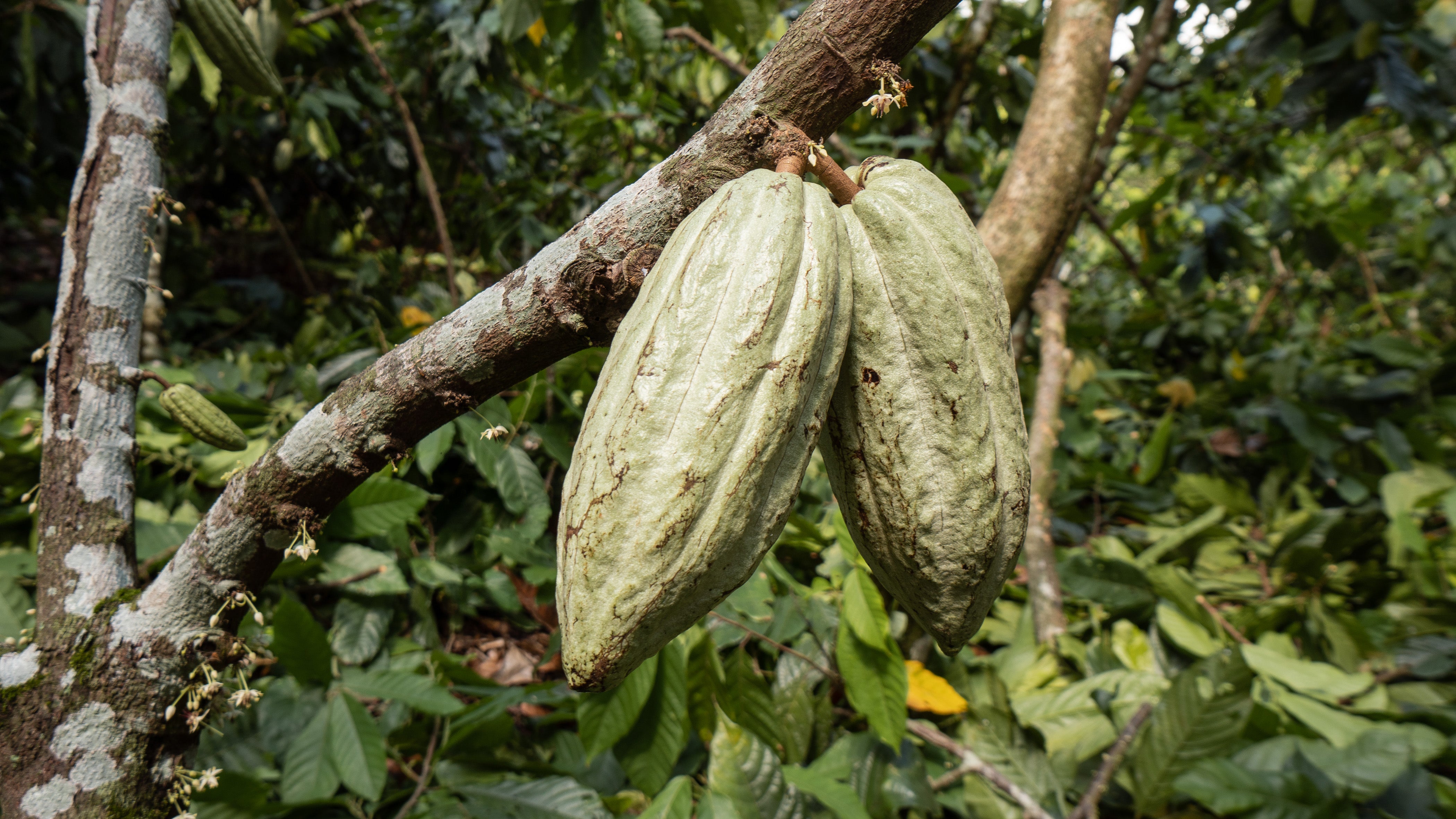 Criollo Blanco Ceremonial Cocoa