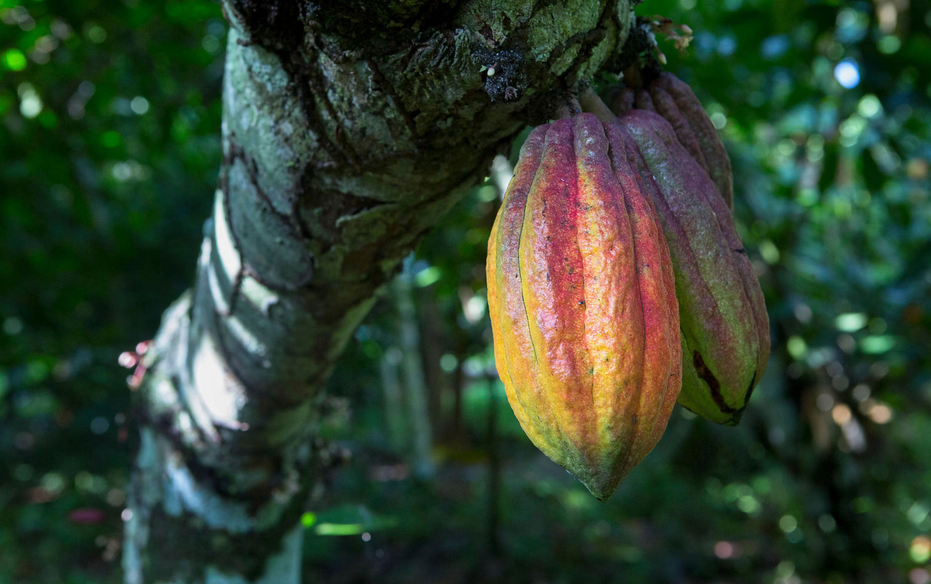 São Tomé Amelonado