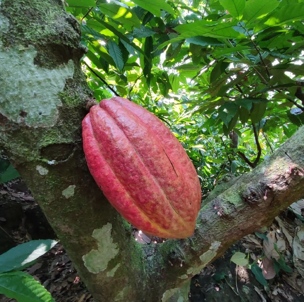 criollo alta verapaz