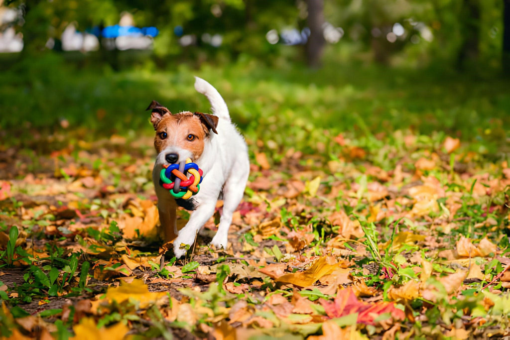 6 Effective Ways to Give Your Dog More Mental Stimulation