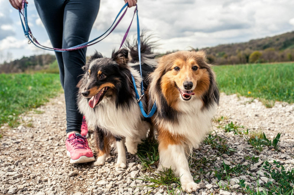 Top Tips for Choosing the Best Dog Leash for Your Dog’s Hiking