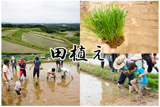 久比岐和希水　田植え