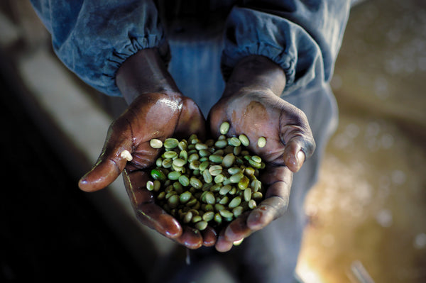 ethiopia exc sidamo direct trade transparency bailies coffee roasters northern ireland uk specialty coffee
