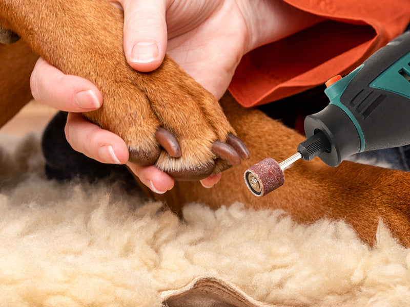 Sanding for Pet Nails with DEPSTECH rotary tool accessories.