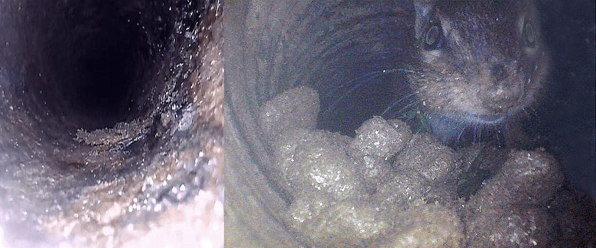 Use Depstech endoscope to see what happens inside the tunnels made by burrow animals
